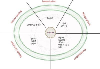 Integrins in the Immunity of Insects: A Review